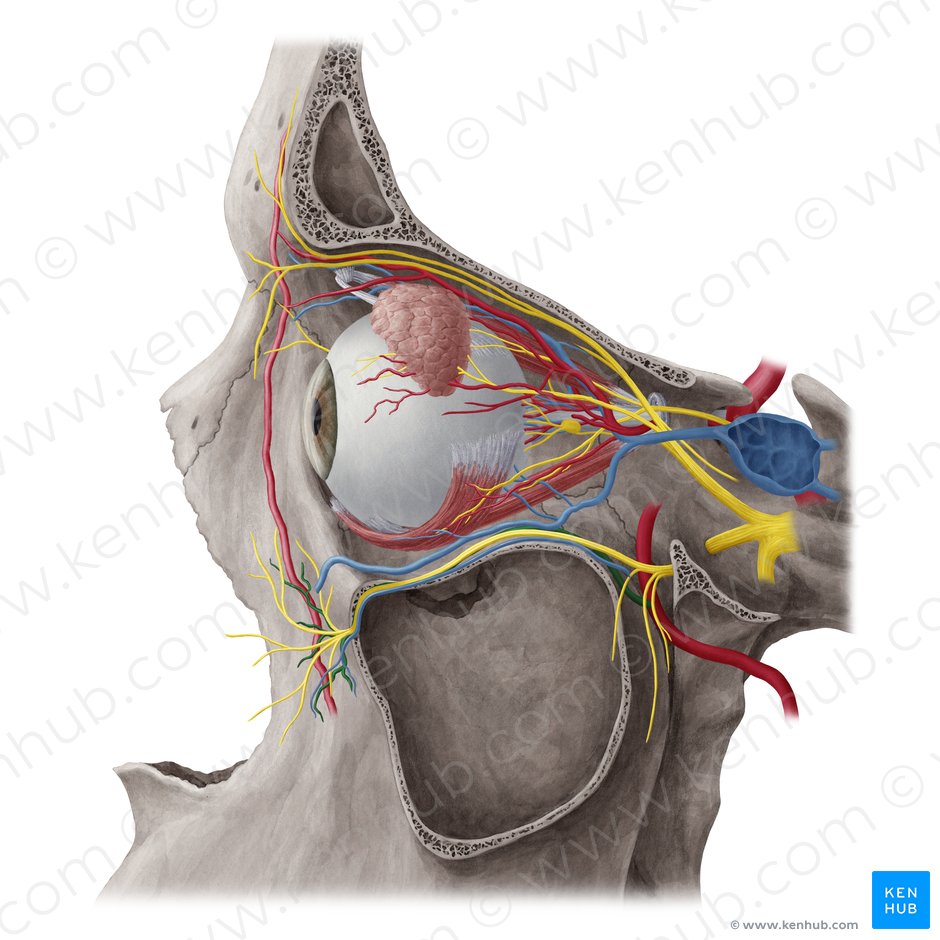 Infraorbital artery (Arteria infraorbitalis); Image: Yousun Koh