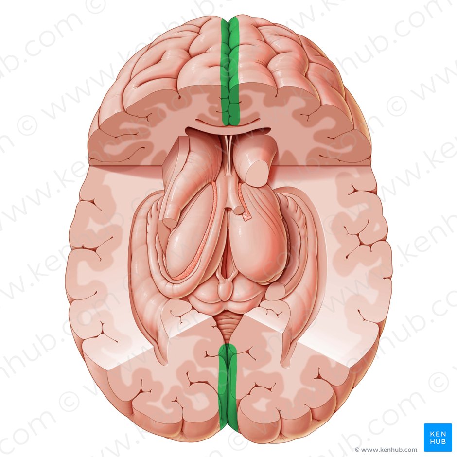 Fissura cerebral longitudinal (Fissura longitudinalis cerebri); Imagem: Paul Kim