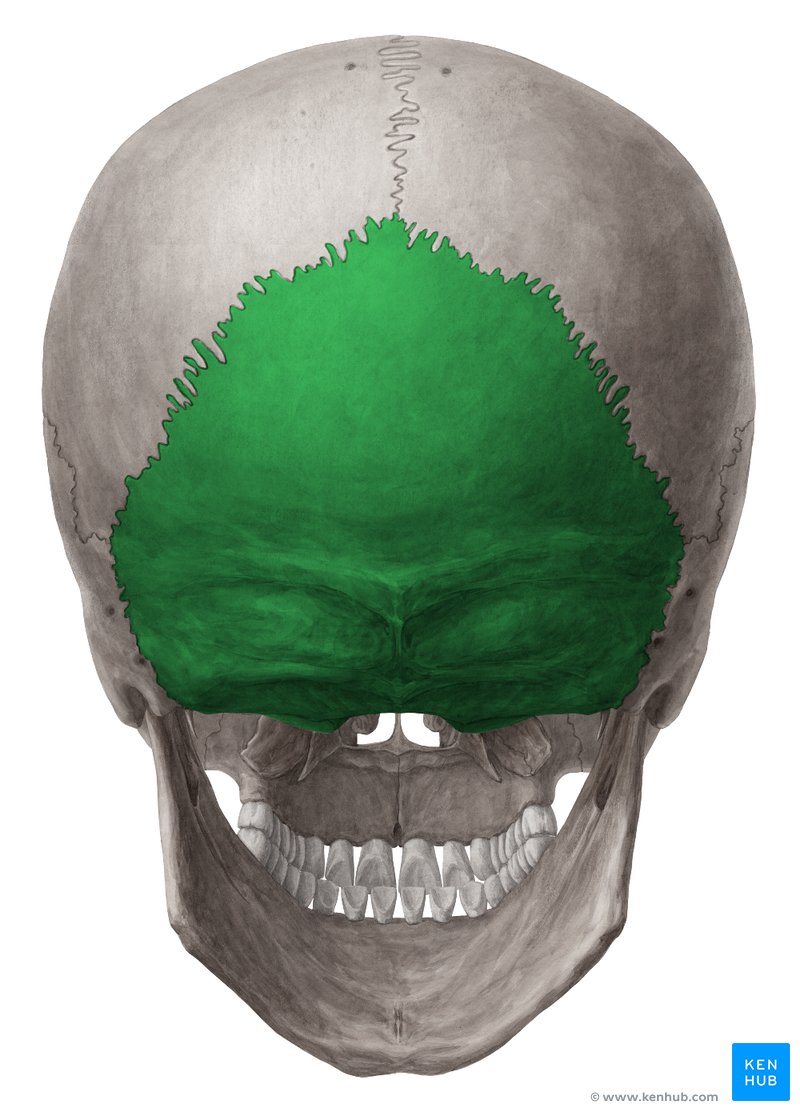 Occipital bone - posterior view