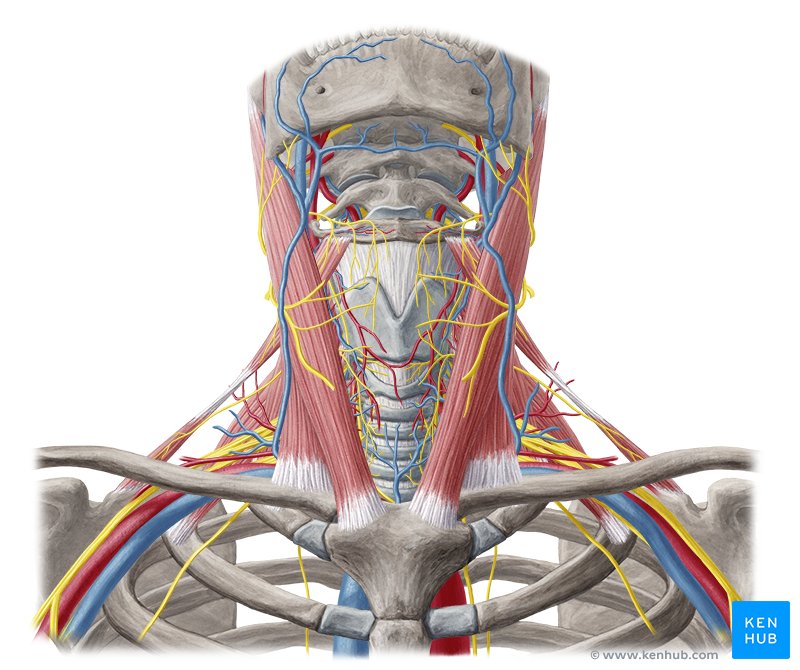 Nerves and arteries of head and neck: Anatomy, branches | Kenhub