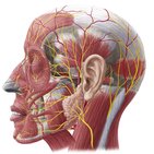 Superficial nerves of the face and scalp