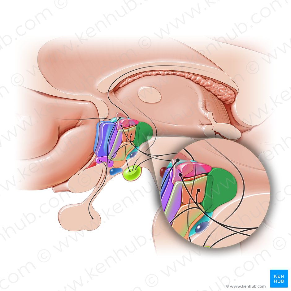 Núcleo hipotalámico posterior (Nucleus posterior hypothalami); Imagen: Paul Kim