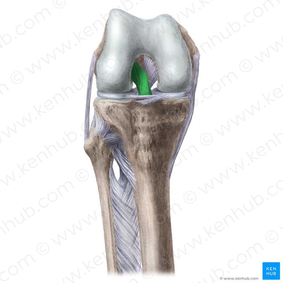 Anterior cruciate ligament (Ligamentum cruciatum anterius); Image: Liene Znotina