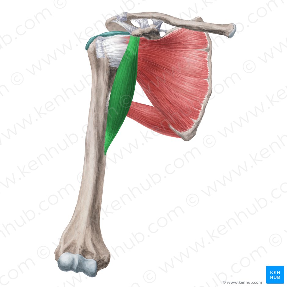 Coracobrachialis muscle (Musculus coracobrachialis); Image: Yousun Koh