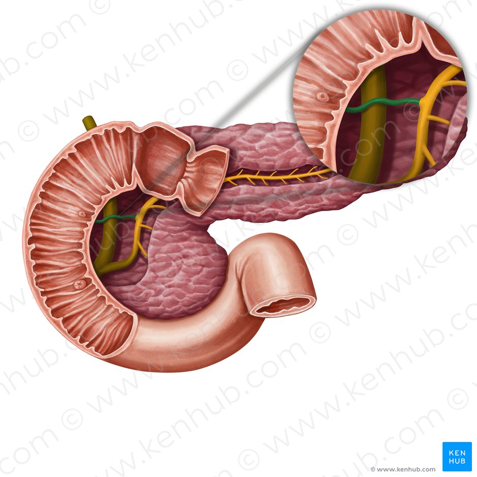 Ducto pancreático acessório (Ductus pancreaticus accessorius); Imagem: Irina Münstermann