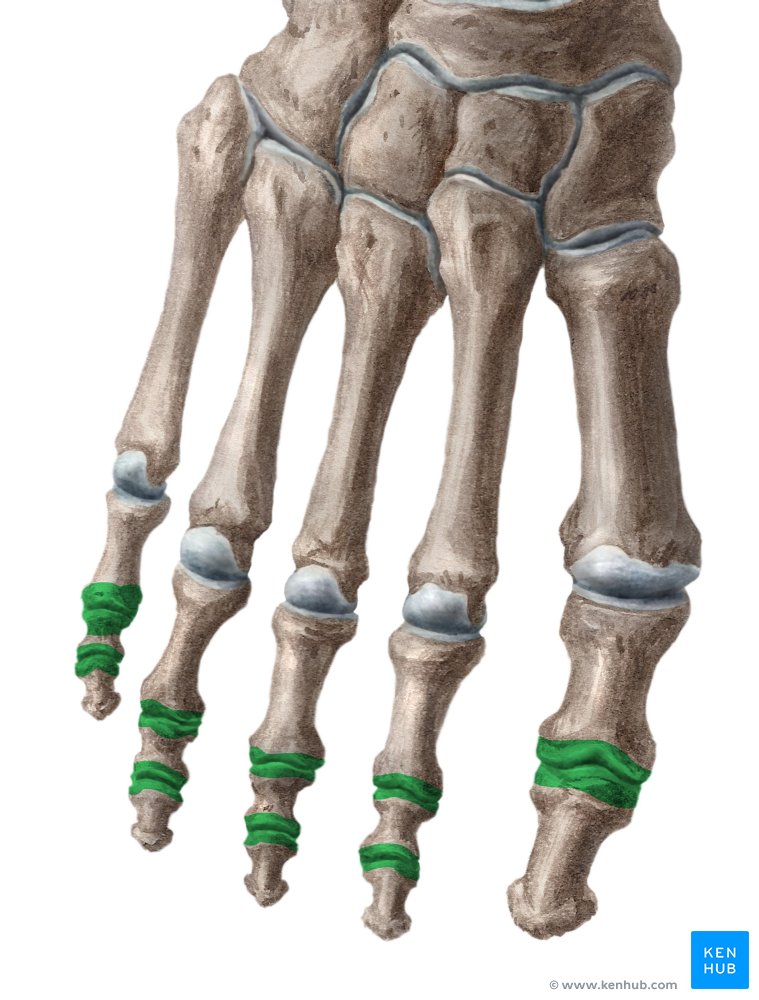 rigiditate în articulațiile picioarelor și durere