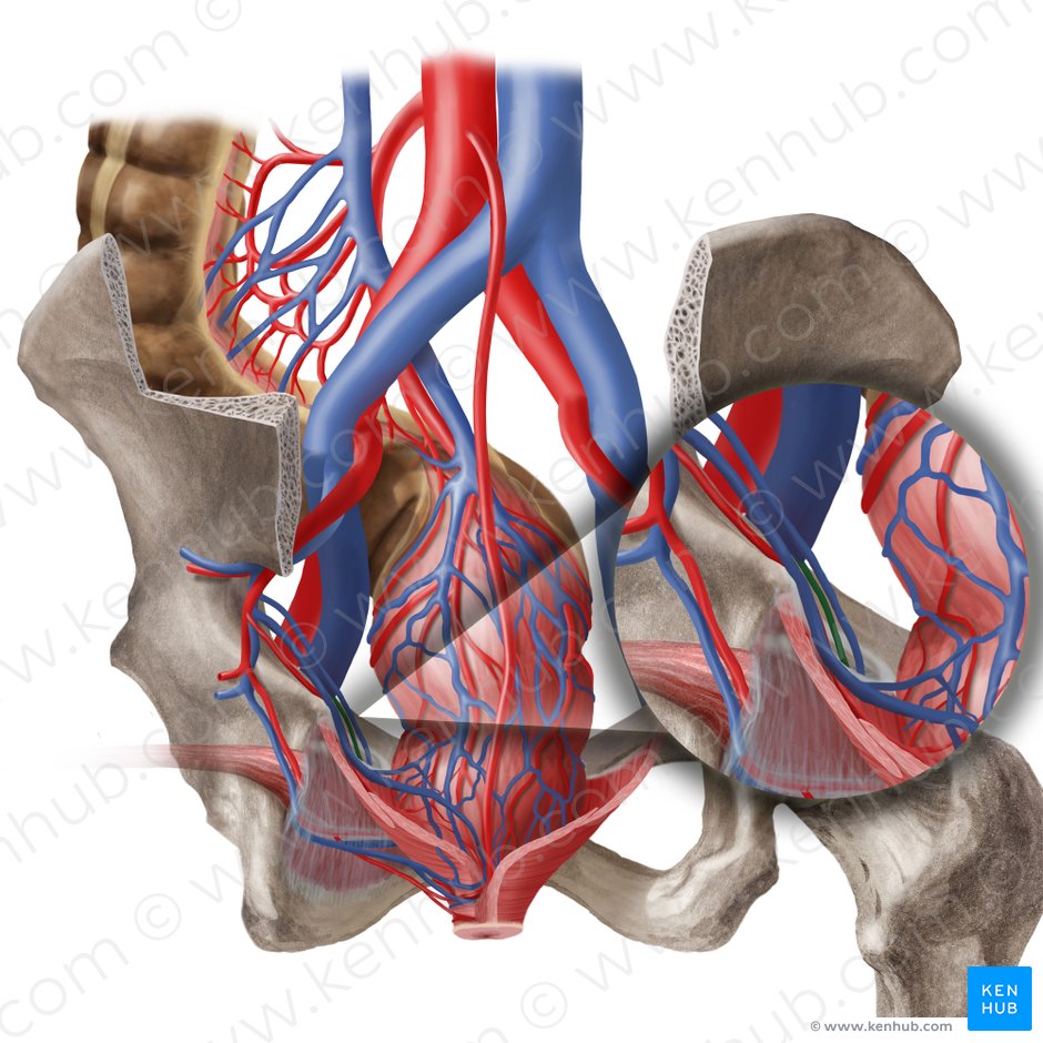 obturator internus muscle anatomy