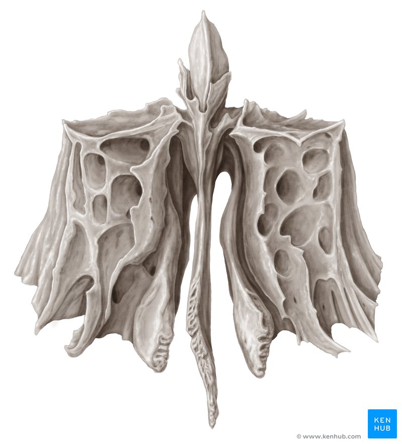 Ethmoid bone - ventral view