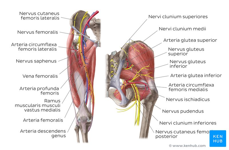 Arterien Venen Und Nerven Der Unteren Extremitat Kenhub