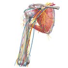 Principales arterias, venas y nervios del cuerpo