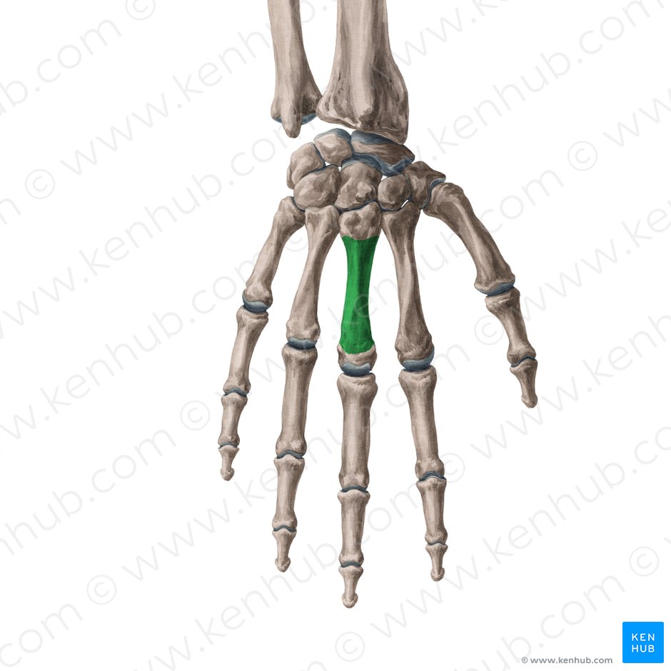 Body of 3rd metacarpal bone (Corpus ossis metacarpi 3); Image: Yousun Koh