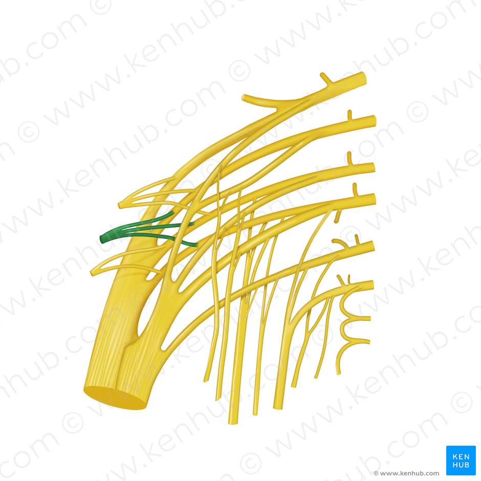 Nervio glúteo inferior (Nervus gluteus inferior); Imagen: Begoña Rodriguez