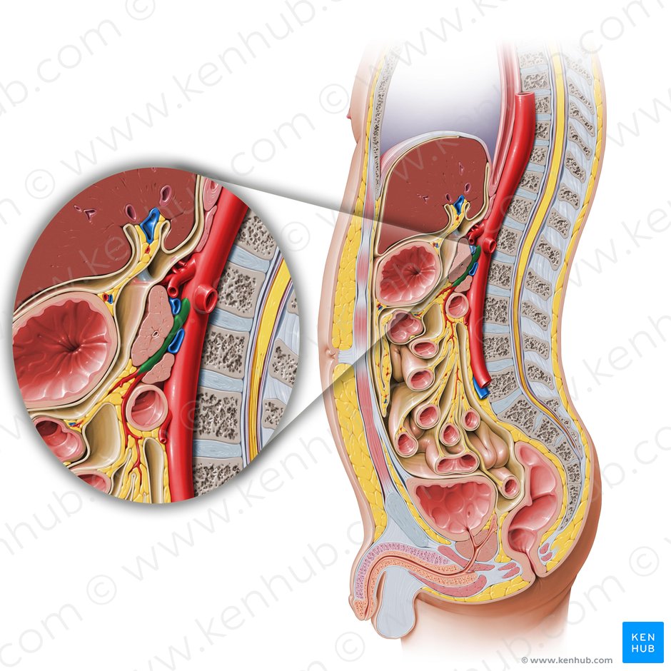 Artéria mesentérica superior (Arteria mesenterica superior); Imagem: Paul Kim