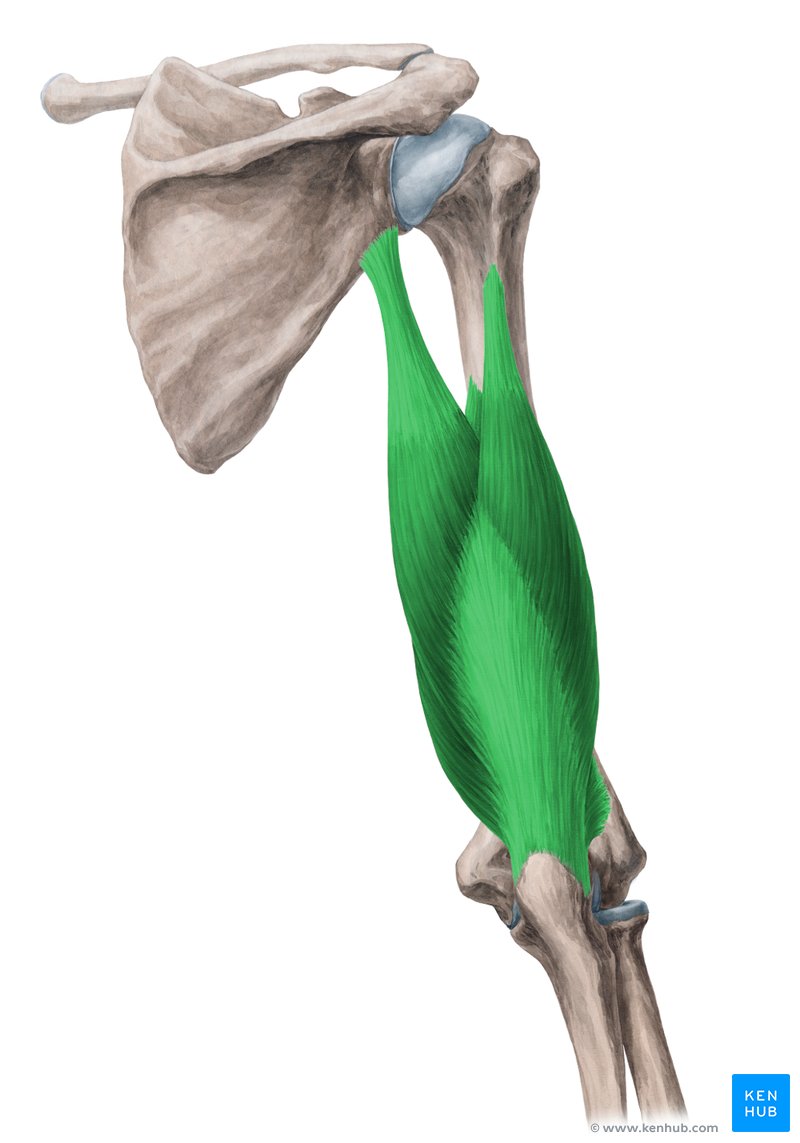 Músculo tríceps braquial (Musculus triceps brachii)