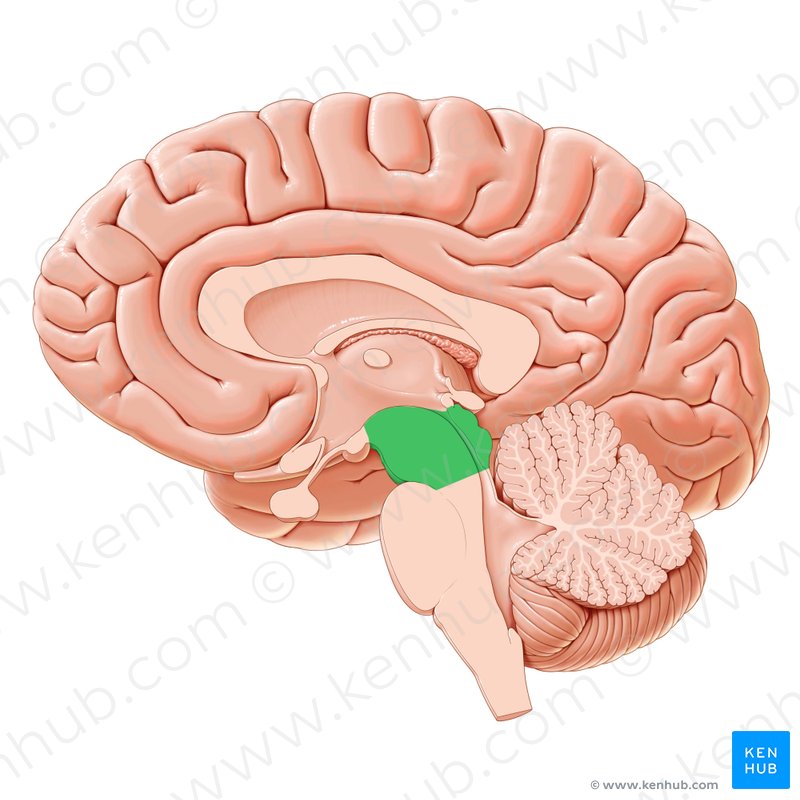 Midsagittal Section Of The Brain Anatomy Kenhub