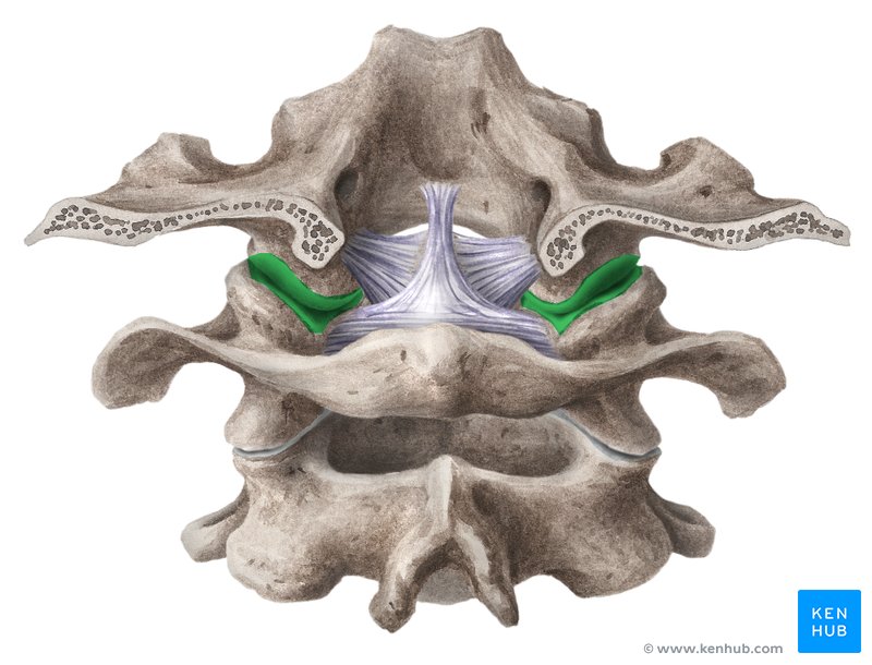 articulatia atlanto occipitala