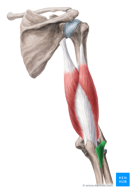 Anconeus muscle - Anatomy, Function and Pathology | Kenhub