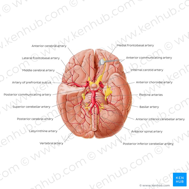 Arteries Of The Brain Posterior Circulation Kenhub