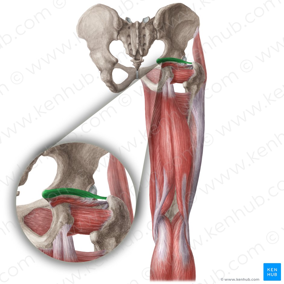 Músculo gêmeo superior (Musculus gemellus superior); Imagem: Liene Znotina