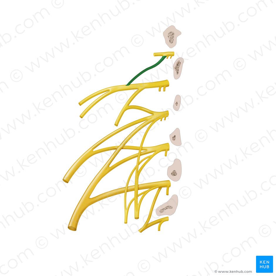 Ramo do nervo espinal de T12 para os nervos iliohipogástrico e ilioinguinal (Ramus iliohypogastricus nervi spinalis T12); Imagem: Begoña Rodriguez