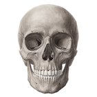 Vista anterior del cráneo