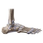 Articulaciones y ligamentos del pie