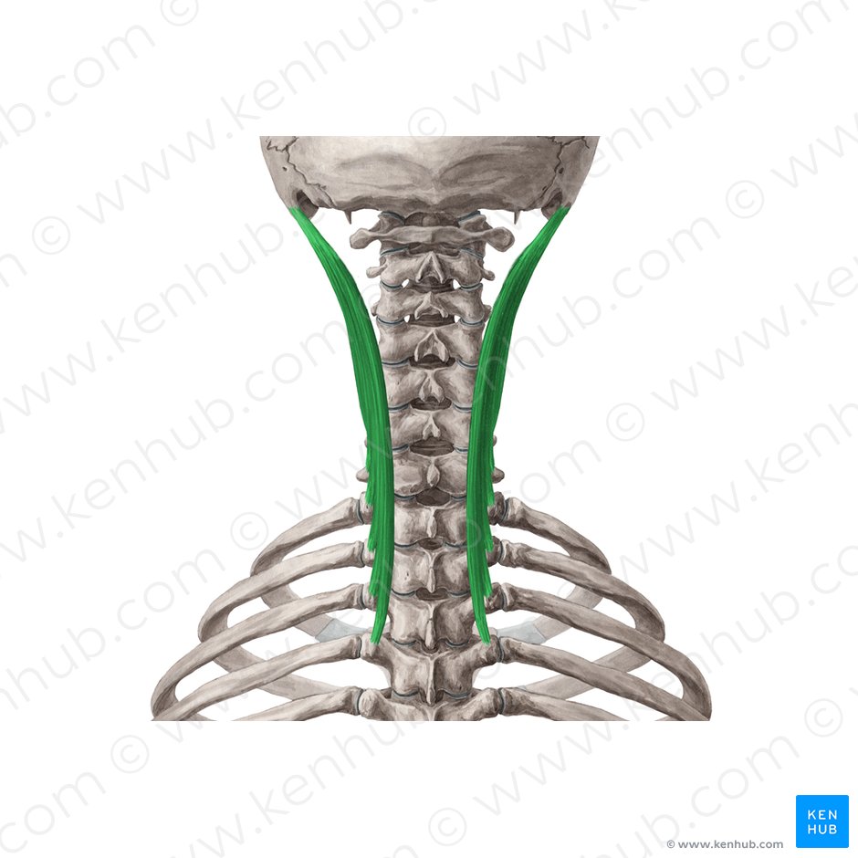Musculus longissimus capitis (Kopfteil des langen Rückenmuskels); Bild: Yousun Koh
