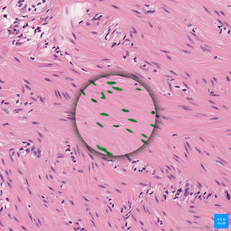Núcleo de la célula de musculo liso (Nucleus myocyti levis); Imagen: 