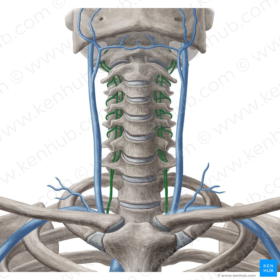 Veia vertebral (Vena vertebralis); Imagem: Yousun Koh