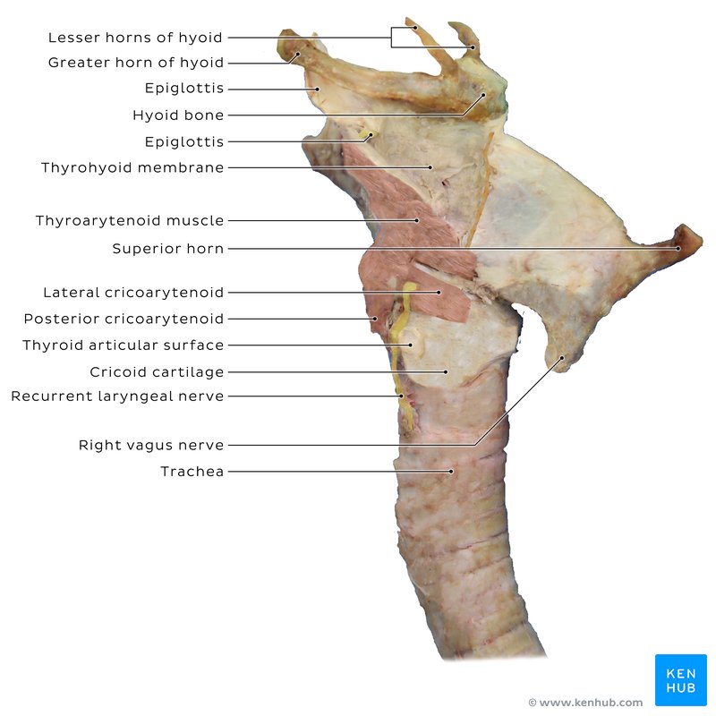 Larynx in a cadaver