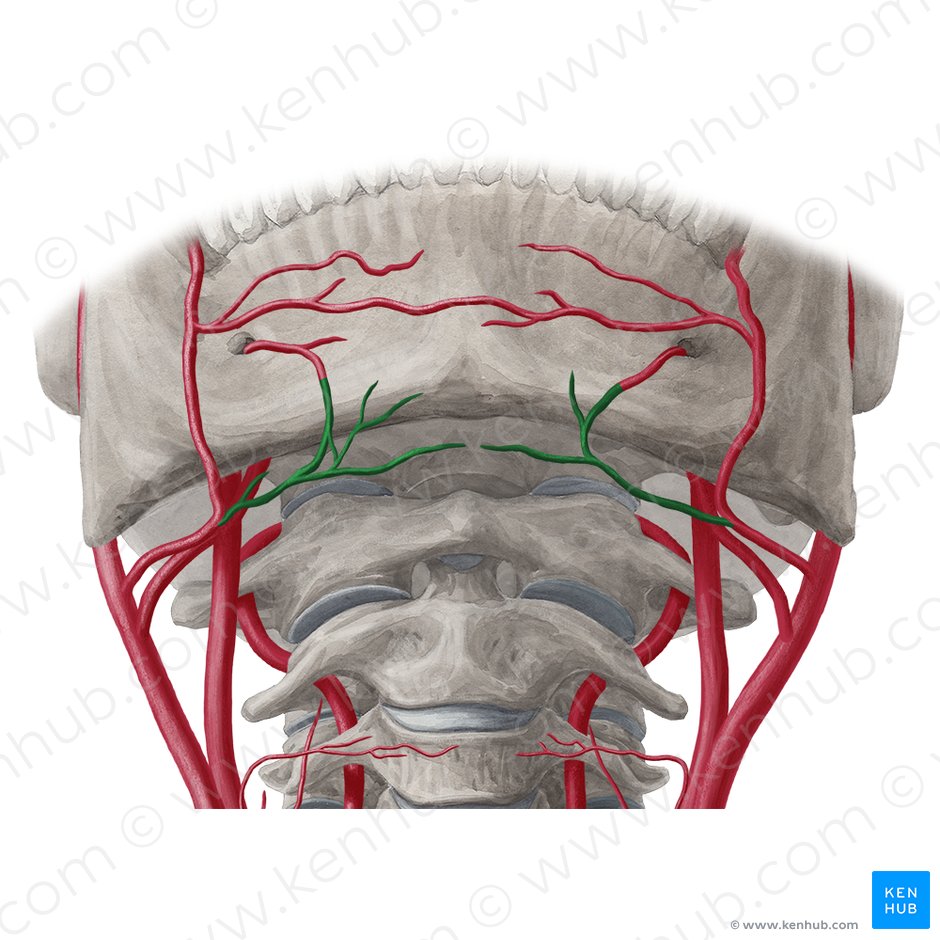 Submental artery (Arteria submentalis); Image: Yousun Koh