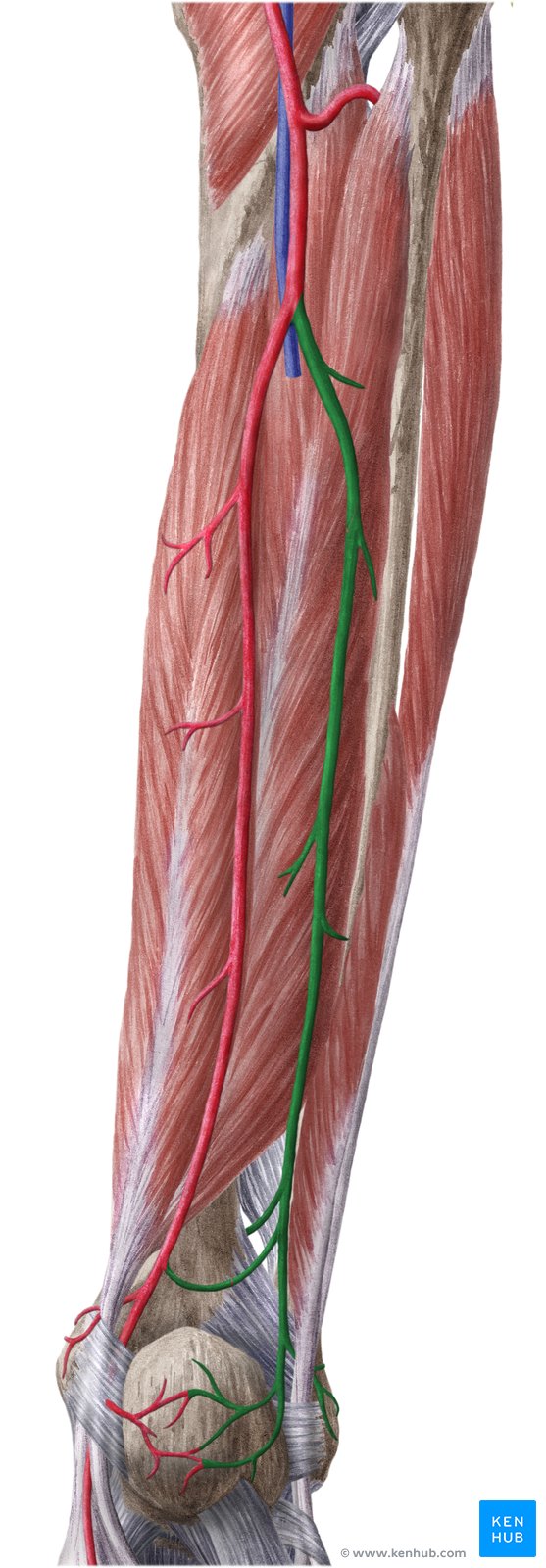 Fibular artery - posterior view