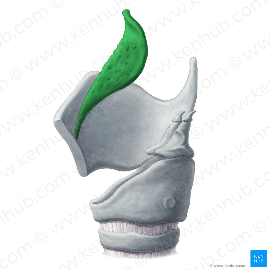 Cartílago epiglótico (Cartilago epiglottica); Imagen: Yousun Koh