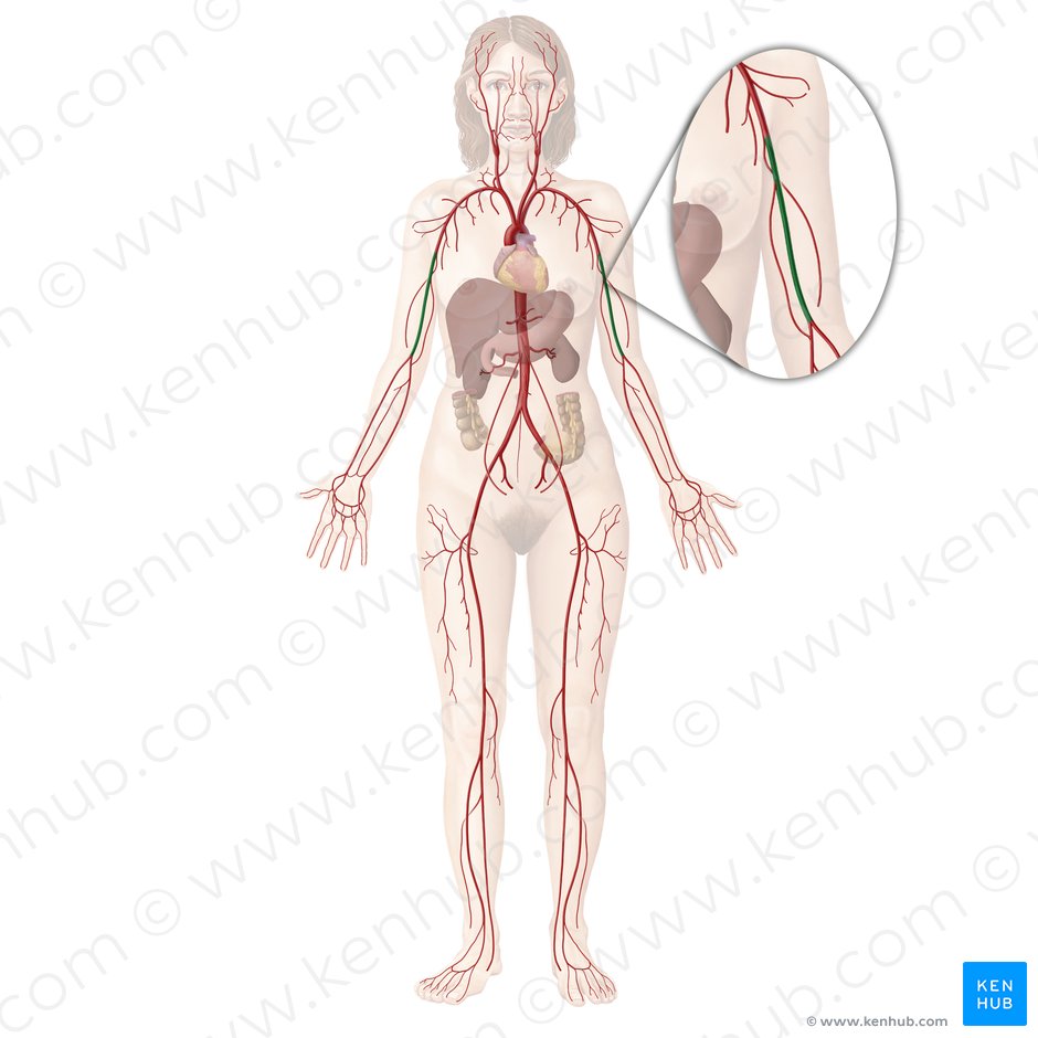 Brachial artery (Arteria brachialis); Image: Begoña Rodriguez