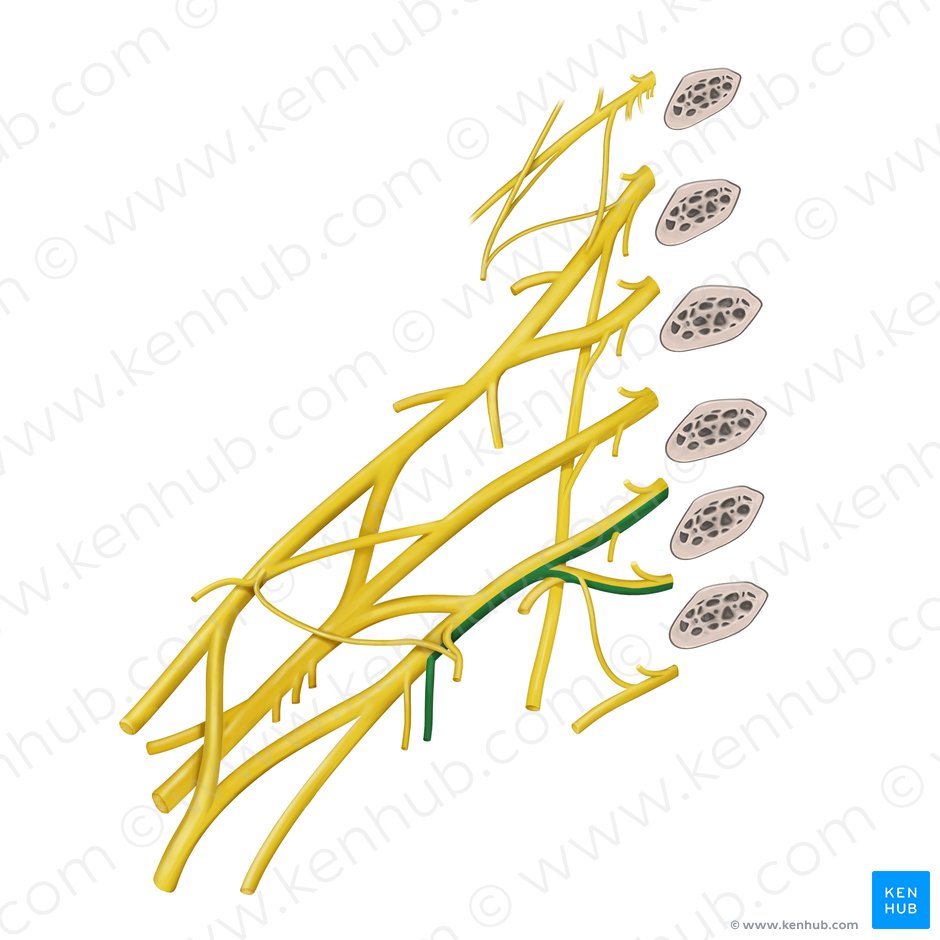Medial brachial cutaneous nerve (Nervus cutaneus medialis brachii); Image: Begoña Rodriguez