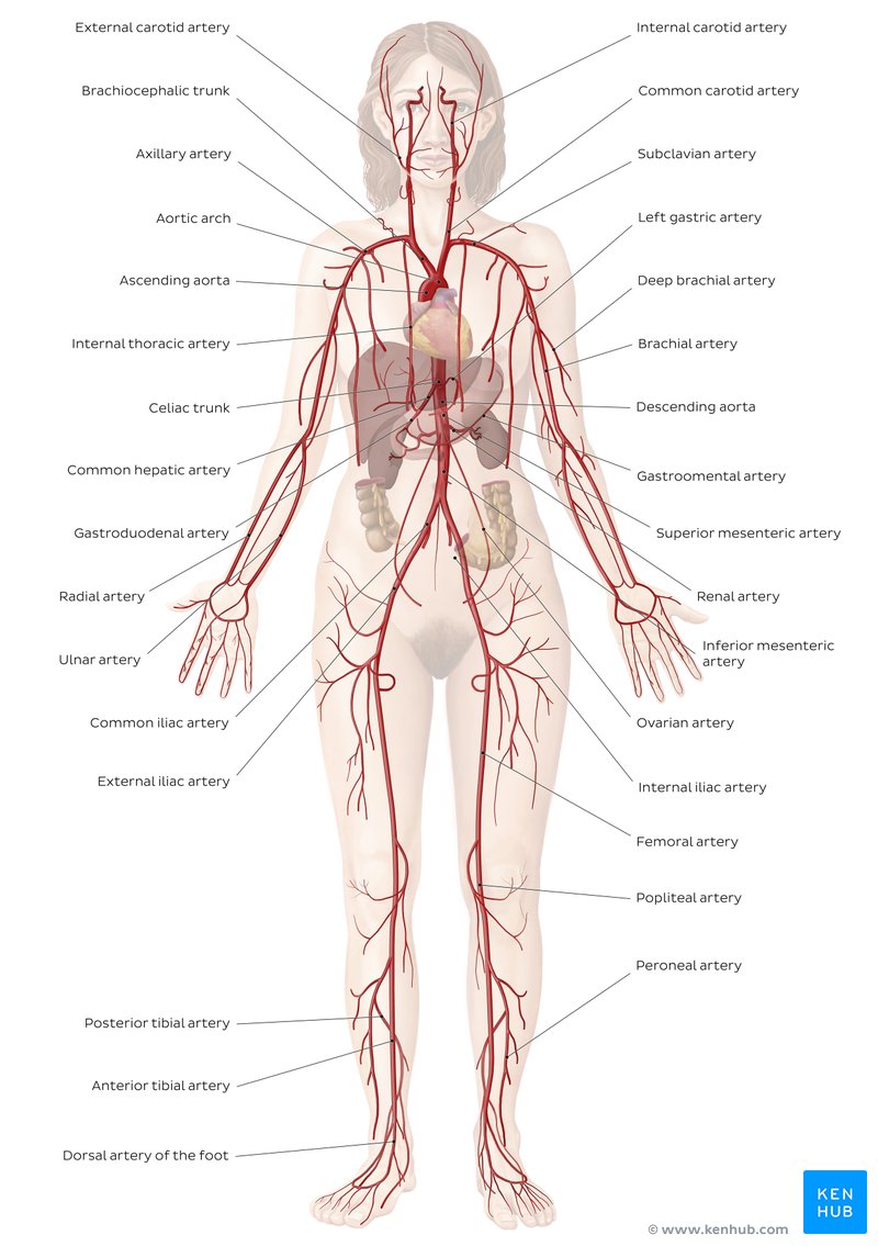 Cardiovascular System Diagrams Quizzes Free Worksheets Kenhub