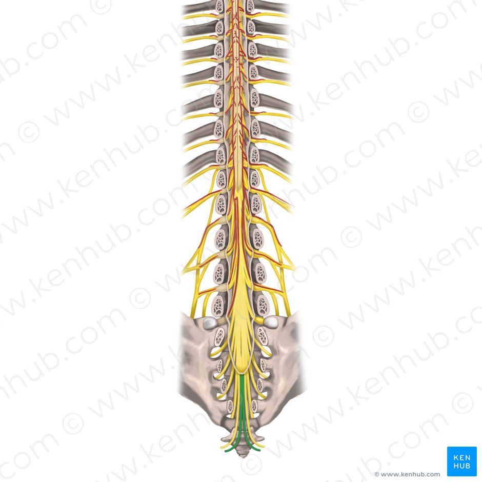 Coccygeal nerve (Nervus coccygeus); Image: Rebecca Betts