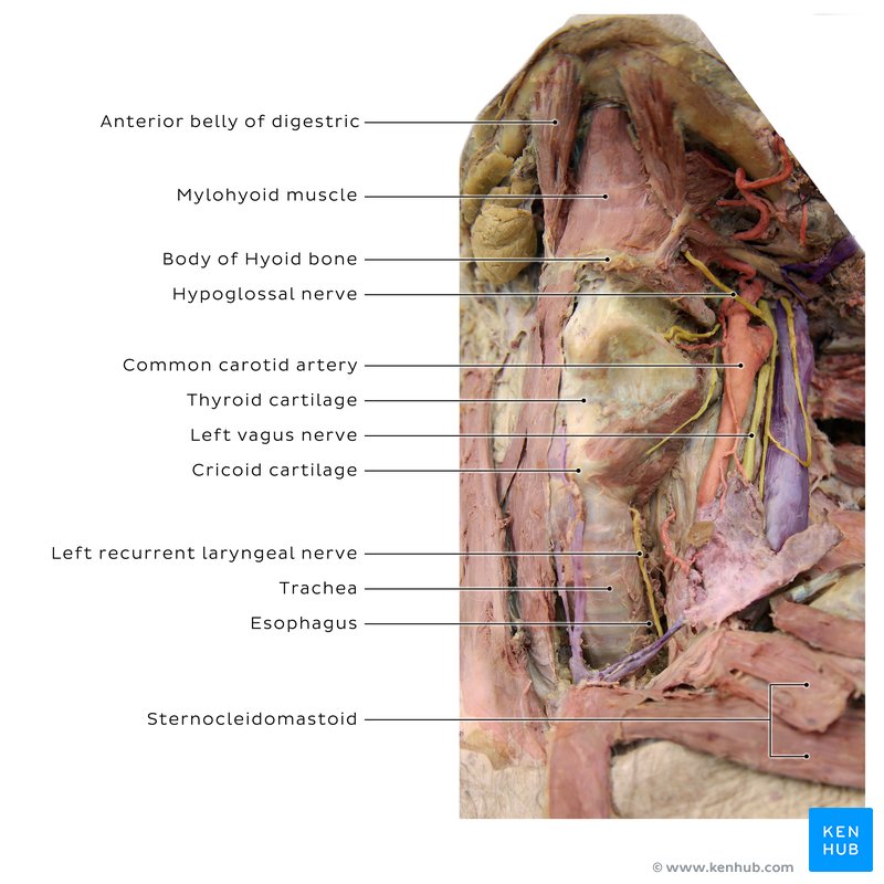 Nerves and vessels of the neck (cadaver)