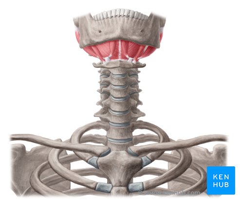 Suprahyoid muscles: Anatomy, function and pathology | Kenhub