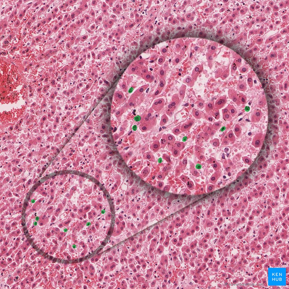Stellate macrophage (Kupffer cell) (Macrophagocytus stellatus); Image: 