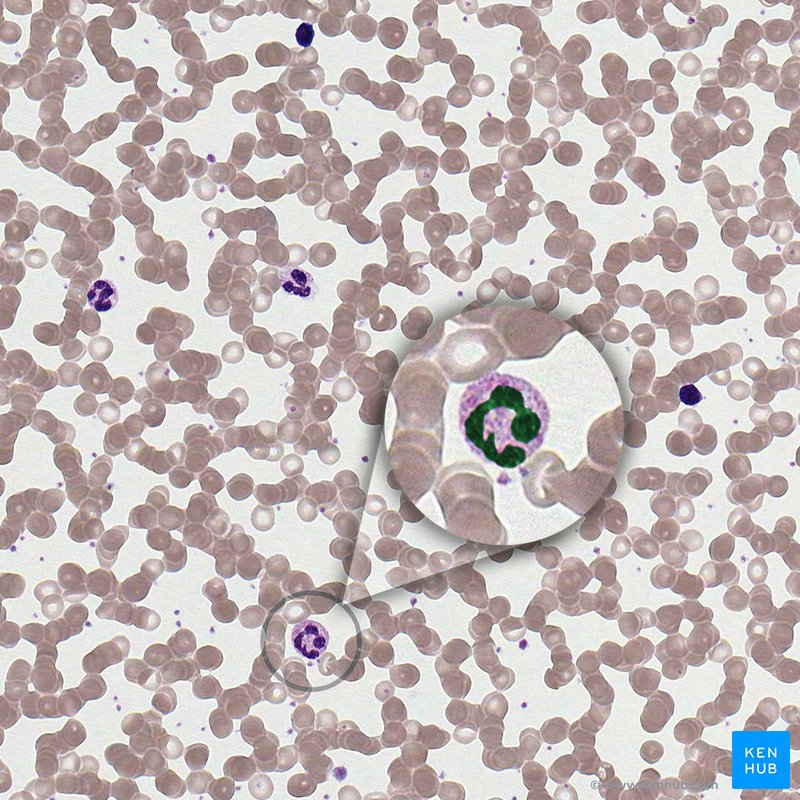 Cell nucleus - histological slide