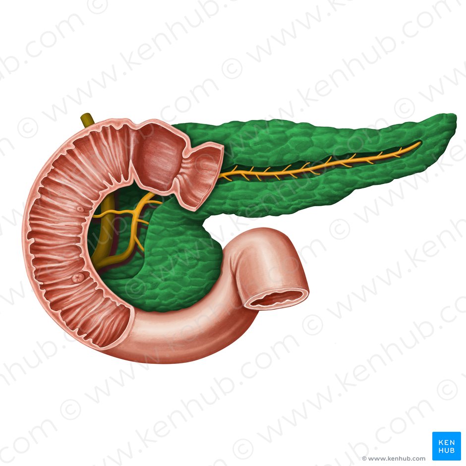 Pâncreas (Pancreas); Imagem: Irina Münstermann
