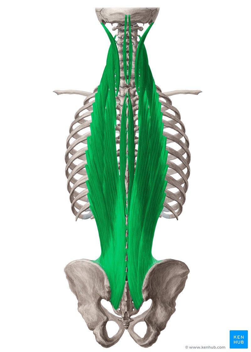 Erector spinae muscle (Musculus erector spinae)