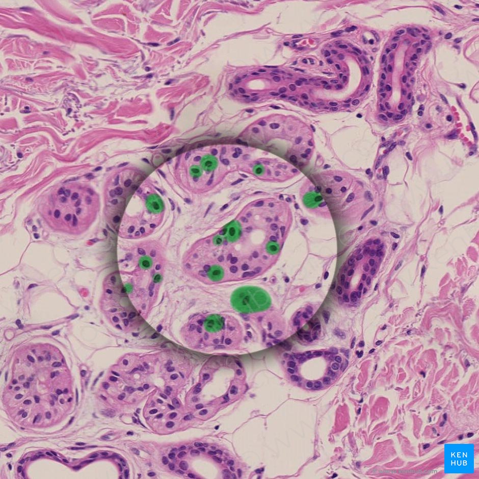 Secretory epithelial cells; Image: 