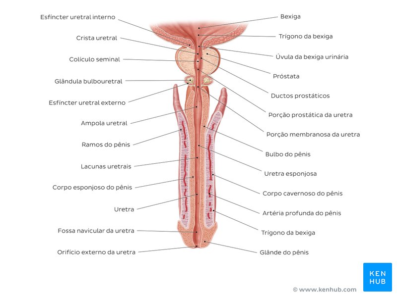 uretra peniana simptome și tratament de prostatita și adenom