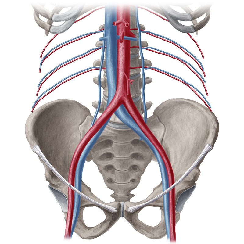 Blood vessels of abdomen & pelvis - Anatomy Study Guide | Kenhub