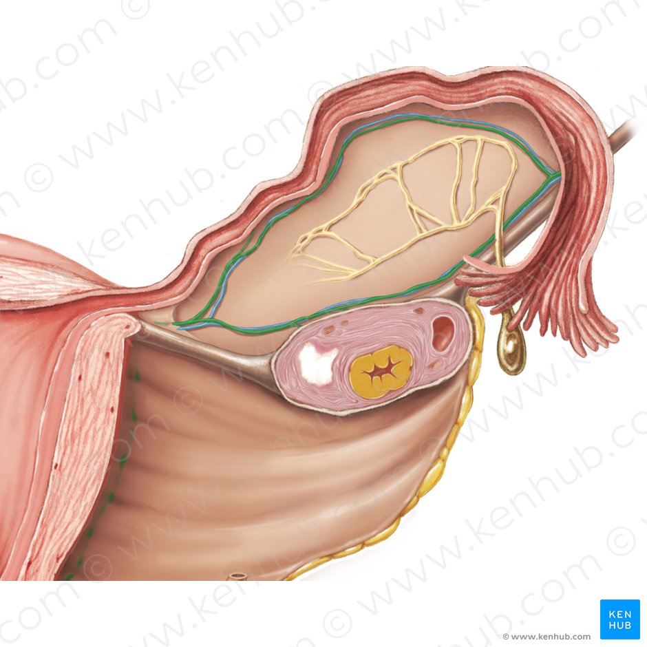 Arteria ovárica (Arteria ovarica); Imagen: Samantha Zimmerman
