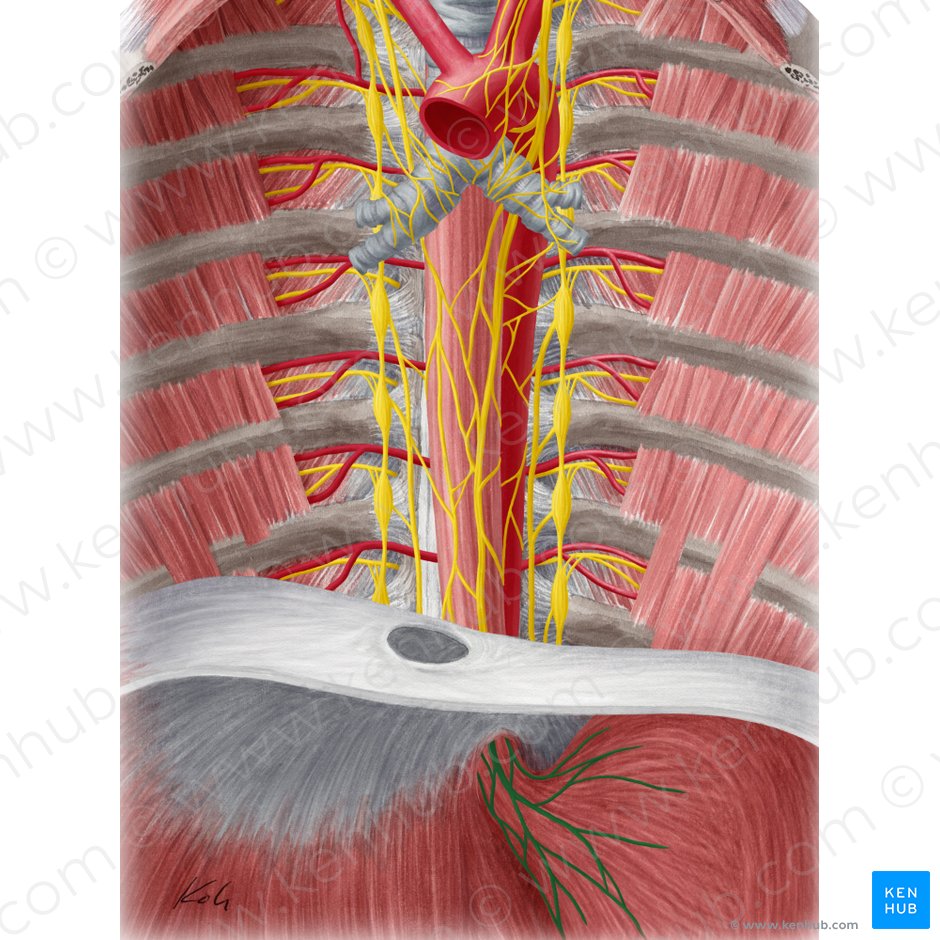 Plexo gástrico anterior (Plexus gastricus anterior); Imagen: Yousun Koh