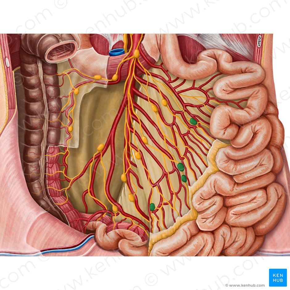 Juxtaintestinal lymph nodes (Nodi lymphoidei juxtaintestinales); Image: Irina Münstermann