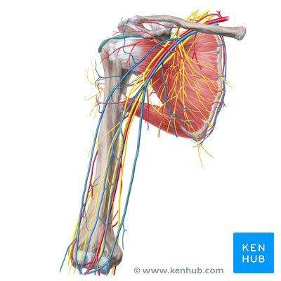 Major arteries, veins and nerves of the body: Anatomy | Kenhub